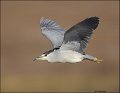 _5SB5736 black-crowned night-heron
